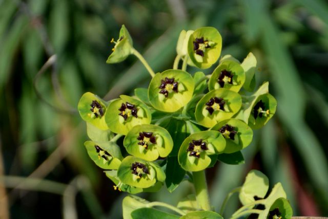 Euphorbia characias